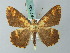  (Synegia intensa - BC ZSM Lep 68938)  @11 [ ] CreativeCommons - Attribution Non-Commercial Share-Alike (2014) Axel Hausmann/Bavarian State Collection of Zoology (ZSM) SNSB, Zoologische Staatssammlung Muenchen