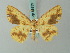  (Synegia ocellata - BC ZSM Lep 68939)  @11 [ ] CreativeCommons - Attribution Non-Commercial Share-Alike (2014) Axel Hausmann/Bavarian State Collection of Zoology (ZSM) SNSB, Zoologische Staatssammlung Muenchen