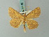  (Synegia potenza - BC ZSM Lep 68940)  @11 [ ] CreativeCommons - Attribution Non-Commercial Share-Alike (2014) Axel Hausmann/Bavarian State Collection of Zoology (ZSM) SNSB, Zoologische Staatssammlung Muenchen