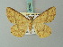  (Synegia camptogrammaria - BC ZSM Lep 68942)  @14 [ ] CreativeCommons - Attribution Non-Commercial Share-Alike (2014) Axel Hausmann/Bavarian State Collection of Zoology (ZSM) SNSB, Zoologische Staatssammlung Muenchen