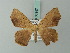  ( - BC ZSM Lep 68947)  @11 [ ] CreativeCommons - Attribution Non-Commercial Share-Alike (2014) Axel Hausmann/Bavarian State Collection of Zoology (ZSM) SNSB, Zoologische Staatssammlung Muenchen