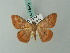  ( - BC ZSM Lep 68951)  @13 [ ] CreativeCommons - Attribution Non-Commercial Share-Alike (2014) Axel Hausmann/Bavarian State Collection of Zoology (ZSM) SNSB, Zoologische Staatssammlung Muenchen