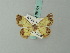  ( - BC ZSM Lep 68964)  @11 [ ] CreativeCommons - Attribution Non-Commercial Share-Alike (2014) Axel Hausmann/Bavarian State Collection of Zoology (ZSM) SNSB, Zoologische Staatssammlung Muenchen