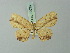  ( - BC ZSM Lep 70038)  @11 [ ] CreativeCommons - Attribution Non-Commercial Share-Alike (2014) Axel Hausmann/Bavarian State Collection of Zoology (ZSM) SNSB, Zoologische Staatssammlung Muenchen