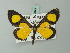 (Atyriodes - BC ZSM Lep 70049)  @15 [ ] CreativeCommons - Attribution Non-Commercial Share-Alike (2014) Axel Hausmann/Bavarian State Collection of Zoology (ZSM) SNSB, Zoologische Staatssammlung Muenchen
