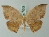  (Lissoblemma luniferata - BC ZSM Lep 70052)  @15 [ ] CreativeCommons - Attribution Non-Commercial Share-Alike (2014) Axel Hausmann/Bavarian State Collection of Zoology (ZSM) SNSB, Zoologische Staatssammlung Muenchen