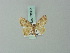  (Acratodes adela - BC ZSM Lep 70057)  @13 [ ] CreativeCommons - Attribution Non-Commercial Share-Alike (2014) Axel Hausmann/Bavarian State Collection of Zoology (ZSM) SNSB, Zoologische Staatssammlung Muenchen