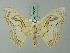  ( - BC ZSM Lep 70062)  @11 [ ] CreativeCommons - Attribution Non-Commercial Share-Alike (2014) Axel Hausmann/Bavarian State Collection of Zoology (ZSM) SNSB, Zoologische Staatssammlung Muenchen