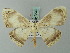 (Somatina densifasciaria - BC ZSM Lep 70063)  @14 [ ] CreativeCommons - Attribution Non-Commercial Share-Alike (2014) Axel Hausmann/Bavarian State Collection of Zoology (ZSM) SNSB, Zoologische Staatssammlung Muenchen