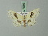  ( - BC ZSM Lep 70066)  @13 [ ] CreativeCommons - Attribution Non-Commercial Share-Alike (2014) Axel Hausmann/Bavarian State Collection of Zoology (ZSM) SNSB, Zoologische Staatssammlung Muenchen