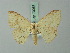  (Somatina plynusaria - BC ZSM Lep 70067)  @14 [ ] CreativeCommons - Attribution Non-Commercial Share-Alike (2014) Axel Hausmann/Bavarian State Collection of Zoology (ZSM) SNSB, Zoologische Staatssammlung Muenchen