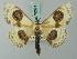  ( - BC ZSM Lep 70071)  @11 [ ] CreativeCommons - Attribution Non-Commercial Share-Alike (2014) Axel Hausmann/Bavarian State Collection of Zoology (ZSM) SNSB, Zoologische Staatssammlung Muenchen