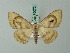  (Problepsis achlyobathra - BC ZSM Lep 70072)  @13 [ ] CreativeCommons - Attribution Non-Commercial Share-Alike (2014) Axel Hausmann/Bavarian State Collection of Zoology (ZSM) SNSB, Zoologische Staatssammlung Muenchen