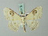 (Problepsis candidior - BC ZSM Lep 70073)  @11 [ ] CreativeCommons - Attribution Non-Commercial Share-Alike (2014) Axel Hausmann/Bavarian State Collection of Zoology (ZSM) SNSB, Zoologische Staatssammlung Muenchen