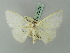  (Problepsis ochripicta - BC ZSM Lep 70074)  @11 [ ] CreativeCommons - Attribution Non-Commercial Share-Alike (2014) Axel Hausmann/Bavarian State Collection of Zoology (ZSM) SNSB, Zoologische Staatssammlung Muenchen