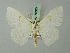  (Problepsis BOLD:ABZ6454 - BC ZSM Lep 70076)  @14 [ ] CreativeCommons - Attribution Non-Commercial Share-Alike (2014) Axel Hausmann/Bavarian State Collection of Zoology (ZSM) SNSB, Zoologische Staatssammlung Muenchen