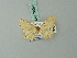  ( - BC ZSM Lep 70079)  @11 [ ] CreativeCommons - Attribution Non-Commercial Share-Alike (2014) Axel Hausmann/Bavarian State Collection of Zoology (ZSM) SNSB, Zoologische Staatssammlung Muenchen