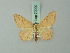  (Scopula adulteraria - BC ZSM Lep 70090)  @13 [ ] CreativeCommons - Attribution Non-Commercial Share-Alike (2014) Axel Hausmann/Bavarian State Collection of Zoology (ZSM) SNSB, Zoologische Staatssammlung Muenchen