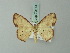  ( - BC ZSM Lep 70114)  @13 [ ] CreativeCommons - Attribution Non-Commercial Share-Alike (2014) Axel Hausmann/Bavarian State Collection of Zoology (ZSM) SNSB, Zoologische Staatssammlung Muenchen