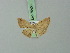  ( - BC ZSM Lep 70408)  @11 [ ] CreativeCommons - Attribution Non-Commercial Share-Alike (2014) Axel Hausmann/Bavarian State Collection of Zoology (ZSM) SNSB, Zoologische Staatssammlung Muenchen