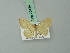  (Scopula improba - BC ZSM Lep 70424)  @11 [ ] CreativeCommons - Attribution Non-Commercial Share-Alike (2014) Axel Hausmann/Bavarian State Collection of Zoology (ZSM) SNSB, Zoologische Staatssammlung Muenchen