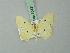  (Scopula megalostigma - BC ZSM Lep 70427)  @13 [ ] CreativeCommons - Attribution Non-Commercial Share-Alike (2014) Axel Hausmann/Bavarian State Collection of Zoology (ZSM) SNSB, Zoologische Staatssammlung Muenchen