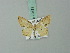  ( - BC ZSM Lep 70431)  @11 [ ] CreativeCommons - Attribution Non-Commercial Share-Alike (2014) Axel Hausmann/Bavarian State Collection of Zoology (ZSM) SNSB, Zoologische Staatssammlung Muenchen