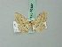  (Scopula cornishi - BC ZSM Lep 70432)  @14 [ ] CreativeCommons - Attribution Non-Commercial Share-Alike (2014) Axel Hausmann/Bavarian State Collection of Zoology (ZSM) SNSB, Zoologische Staatssammlung Muenchen