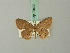  ( - BC ZSM Lep 70433)  @11 [ ] CreativeCommons - Attribution Non-Commercial Share-Alike (2014) Axel Hausmann/Bavarian State Collection of Zoology (ZSM) SNSB, Zoologische Staatssammlung Muenchen