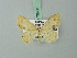  (Scopula bispurcata - BC ZSM Lep 70438)  @11 [ ] CreativeCommons - Attribution Non-Commercial Share-Alike (2014) Axel Hausmann/Bavarian State Collection of Zoology (ZSM) SNSB, Zoologische Staatssammlung Muenchen