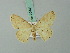  (Scopula spilodorsata - BC ZSM Lep 70441)  @11 [ ] CreativeCommons - Attribution Non-Commercial Share-Alike (2014) Axel Hausmann/Bavarian State Collection of Zoology (ZSM) SNSB, Zoologische Staatssammlung Muenchen