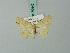  (Scopula asymmetrica - BC ZSM Lep 70442)  @14 [ ] CreativeCommons - Attribution Non-Commercial Share-Alike (2014) Axel Hausmann/Bavarian State Collection of Zoology (ZSM) SNSB, Zoologische Staatssammlung Muenchen