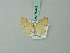  ( - BC ZSM Lep 70443)  @13 [ ] CreativeCommons - Attribution Non-Commercial Share-Alike (2014) Axel Hausmann/Bavarian State Collection of Zoology (ZSM) SNSB, Zoologische Staatssammlung Muenchen
