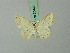  ( - BC ZSM Lep 70448)  @11 [ ] CreativeCommons - Attribution Non-Commercial Share-Alike (2014) Axel Hausmann/Bavarian State Collection of Zoology (ZSM) SNSB, Zoologische Staatssammlung Muenchen