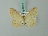  (Scopula ambigua - BC ZSM Lep 70451)  @11 [ ] CreativeCommons - Attribution Non-Commercial Share-Alike (2014) Axel Hausmann/Bavarian State Collection of Zoology (ZSM) SNSB, Zoologische Staatssammlung Muenchen