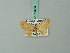  (Scopula rufolutaria - BC ZSM Lep 70453)  @13 [ ] CreativeCommons - Attribution Non-Commercial Share-Alike (2014) Axel Hausmann/Bavarian State Collection of Zoology (ZSM) SNSB, Zoologische Staatssammlung Muenchen