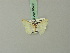  (Tricentrogyna rubricosta - BC ZSM Lep 70460)  @12 [ ] CreativeCommons - Attribution Non-Commercial Share-Alike (2014) Axel Hausmann/Bavarian State Collection of Zoology (ZSM) SNSB, Zoologische Staatssammlung Muenchen