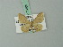  (Idaea improvisa - BC ZSM Lep 70465)  @13 [ ] CreativeCommons - Attribution Non-Commercial Share-Alike (2014) Axel Hausmann/Bavarian State Collection of Zoology (ZSM) SNSB, Zoologische Staatssammlung Muenchen
