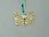  (Idaea paraplesia - BC ZSM Lep 70469)  @11 [ ] CreativeCommons - Attribution Non-Commercial Share-Alike (2014) Axel Hausmann/Bavarian State Collection of Zoology (ZSM) SNSB, Zoologische Staatssammlung Muenchen