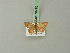 (Idaea insularum - BC ZSM Lep 70470)  @12 [ ] CreativeCommons - Attribution Non-Commercial Share-Alike (2014) Axel Hausmann/Bavarian State Collection of Zoology (ZSM) SNSB, Zoologische Staatssammlung Muenchen