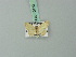  (Idaea agrammaria - BC ZSM Lep 70472)  @12 [ ] CreativeCommons - Attribution Non-Commercial Share-Alike (2014) Axel Hausmann/Bavarian State Collection of Zoology (ZSM) SNSB, Zoologische Staatssammlung Muenchen