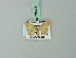  (Idaea griveaudi - BC ZSM Lep 70473)  @12 [ ] CreativeCommons - Attribution Non-Commercial Share-Alike (2014) Axel Hausmann/Bavarian State Collection of Zoology (ZSM) SNSB, Zoologische Staatssammlung Muenchen