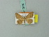  (Idaea draconigena - BC ZSM Lep 70475)  @11 [ ] CreativeCommons - Attribution Non-Commercial Share-Alike (2014) Axel Hausmann/Bavarian State Collection of Zoology (ZSM) SNSB, Zoologische Staatssammlung Muenchen