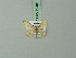  ( - BC ZSM Lep 70481)  @11 [ ] CreativeCommons - Attribution Non-Commercial Share-Alike (2014) Axel Hausmann/Bavarian State Collection of Zoology (ZSM) SNSB, Zoologische Staatssammlung Muenchen