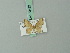  (Idaea prucholoma - BC ZSM Lep 70482)  @11 [ ] CreativeCommons - Attribution Non-Commercial Share-Alike (2014) Axel Hausmann/Bavarian State Collection of Zoology (ZSM) SNSB, Zoologische Staatssammlung Muenchen