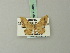  (Idaea persimilis - BC ZSM Lep 70484)  @13 [ ] CreativeCommons - Attribution Non-Commercial Share-Alike (2014) Axel Hausmann/Bavarian State Collection of Zoology (ZSM) SNSB, Zoologische Staatssammlung Muenchen