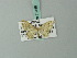  (Idaea falcipennis - BC ZSM Lep 70486)  @13 [ ] CreativeCommons - Attribution Non-Commercial Share-Alike (2014) Axel Hausmann/Bavarian State Collection of Zoology (ZSM) SNSB, Zoologische Staatssammlung Muenchen