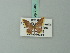  (Idaea rubridentata - BC ZSM Lep 70487)  @11 [ ] CreativeCommons - Attribution Non-Commercial Share-Alike (2014) Axel Hausmann/Bavarian State Collection of Zoology (ZSM) SNSB, Zoologische Staatssammlung Muenchen