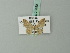  (Idaea costiguttata - BC ZSM Lep 70490)  @11 [ ] CreativeCommons - Attribution Non-Commercial Share-Alike (2014) Axel Hausmann/Bavarian State Collection of Zoology (ZSM) SNSB, Zoologische Staatssammlung Muenchen