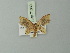  ( - BC ZSM Lep 71360)  @12 [ ] CreativeCommons - Attribution Non-Commercial Share-Alike (2014) Axel Hausmann/Bavarian State Collection of Zoology (ZSM) SNSB, Zoologische Staatssammlung Muenchen